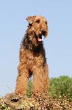 AIREDALE TERRIER 059